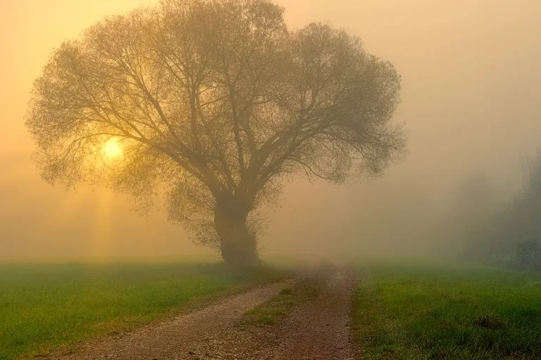 Matin brumeux, une route, un arbre étendu sur le bas-côté, les rayons du soleil levant perçant à travers les branches.
